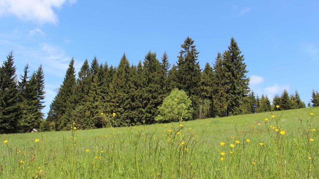 Horska Vila Wander Hotel Bedřichov Buitenkant foto